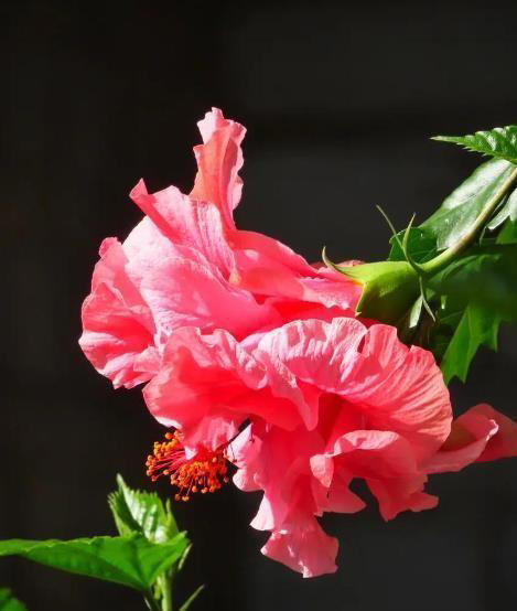 皮实好养的6种漂亮花，号称“开花小能手”，谁见了都夸美