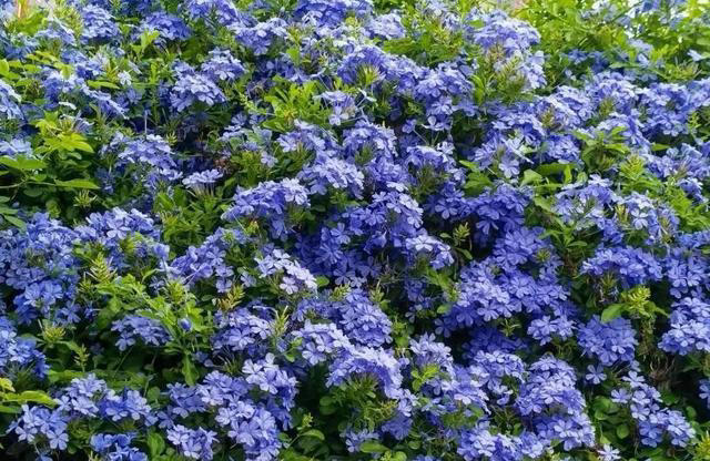 皮实好养的6种漂亮花，号称“开花小能手”，谁见了都夸美