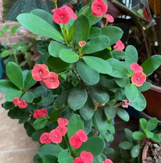 皮实好养的6种漂亮花，号称“开花小能手”，谁见了都夸美