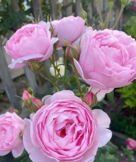 皮实好养的6种漂亮花，号称“开花小能手”，谁见了都夸美