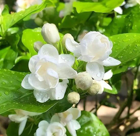 皮实好养的6种漂亮花，号称“开花小能手”，谁见了都夸美