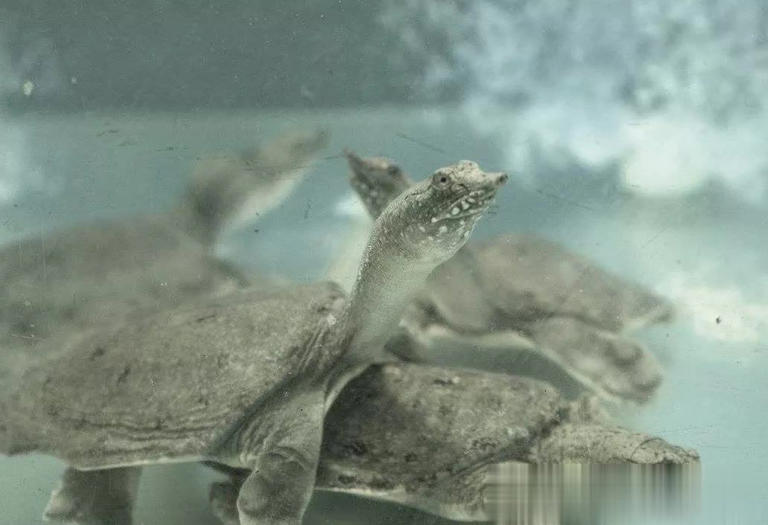 乌龟、王八、甲鱼、鳖，它们之间的区别你知道多少