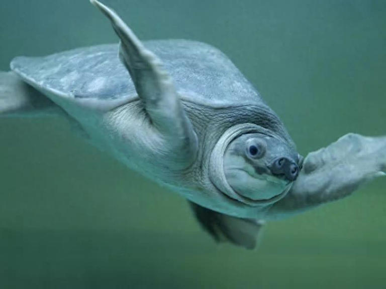 乌龟、王八、甲鱼、鳖，它们之间的区别你知道多少