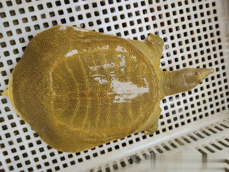 乌龟、王八、甲鱼、鳖，它们之间的区别你知道多少