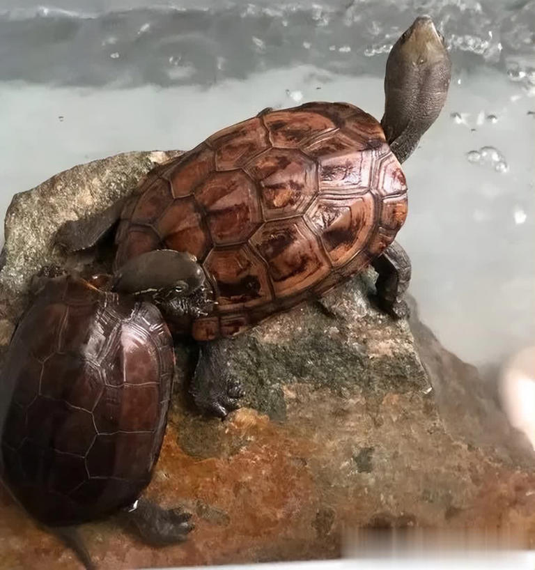 乌龟、王八、甲鱼、鳖，它们之间的区别你知道多少