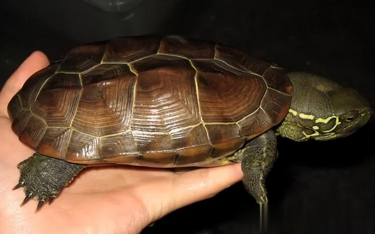 乌龟、王八、甲鱼、鳖，它们之间的区别你知道多少