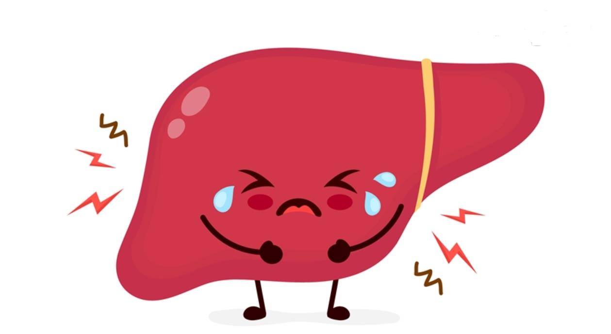 肝胆湿热型慢性肝炎、肝硬化3种食疗方