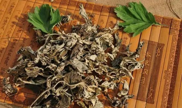 艾叶的功效与作用 艾叶的副作用与禁忌