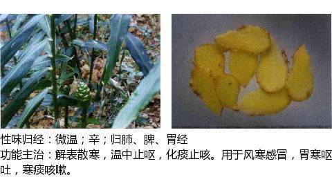 发散风寒药