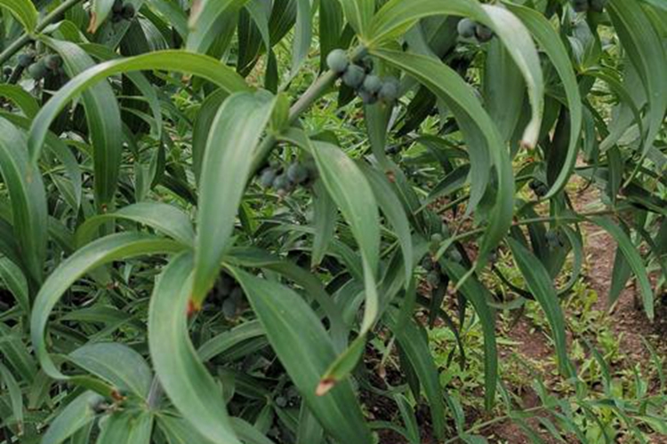 黄精原植物果实未成熟图