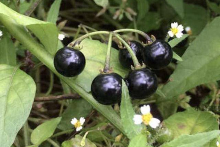 黄精原植物果实成熟图