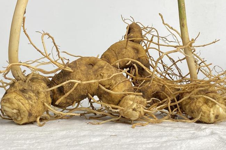 中药黄精干燥前图