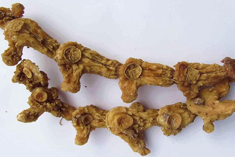 中药黄精干燥后图
