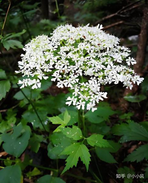 藁本的功效与作用