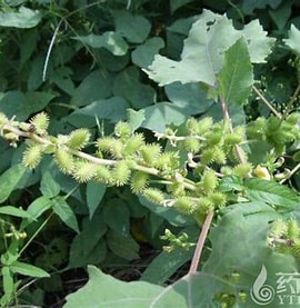 苍耳子 的图像结果.大小：180 x 185。 资料来源：www.yt1998.com