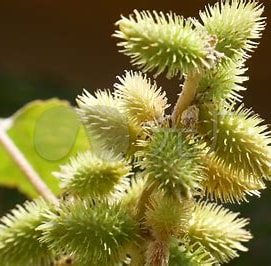 苍耳子 的图像结果.大小：188 x 185。 资料来源：www.vjshi.com