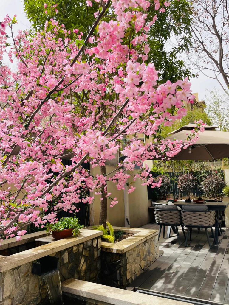 有院子的人，心里都住着一个闲人！