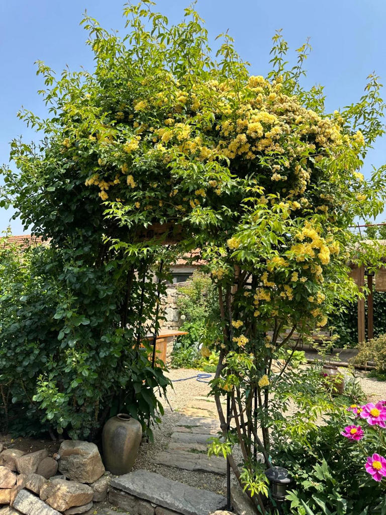 年纪大了，寻一小院，与生活和解