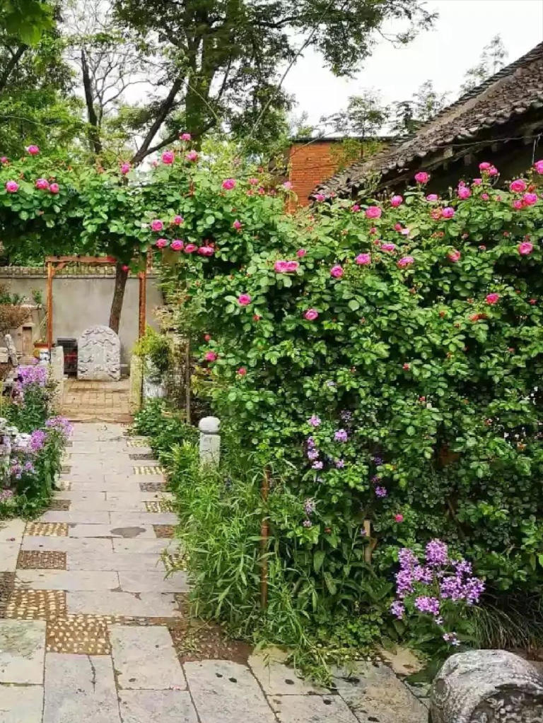 院子再小，也是老年天堂！