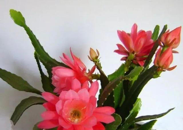 好养又漂亮的四种花，20元钱买三盆，比牡丹好看，味香又养眼