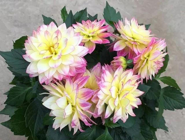 好养又漂亮的四种花，20元钱买三盆，比牡丹好看，味香又养眼