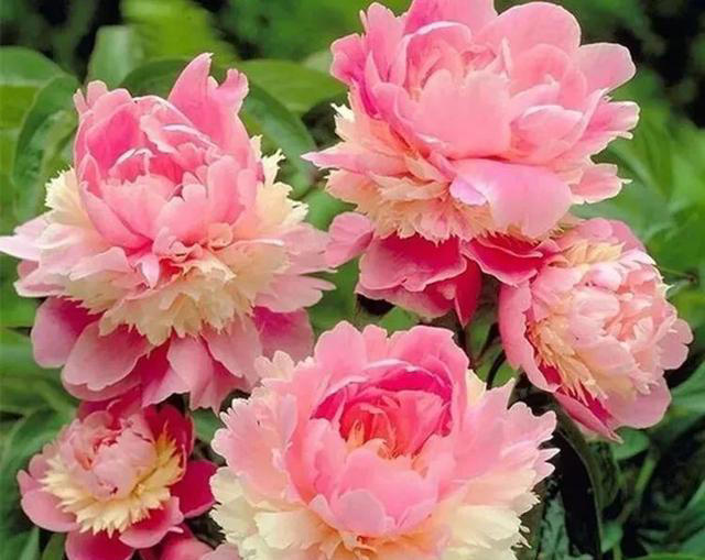 好养又漂亮的四种花，20元钱买三盆，比牡丹好看，味香又养眼