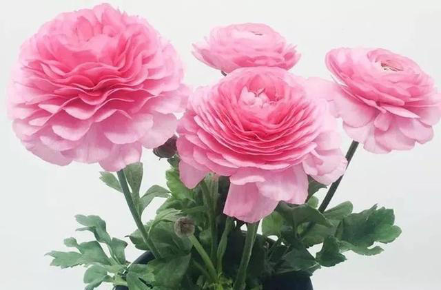 好养又漂亮的四种花，20元钱买三盆，比牡丹好看，味香又养眼