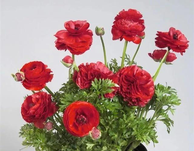 好养又漂亮的四种花，20元钱买三盆，比牡丹好看，味香又养眼