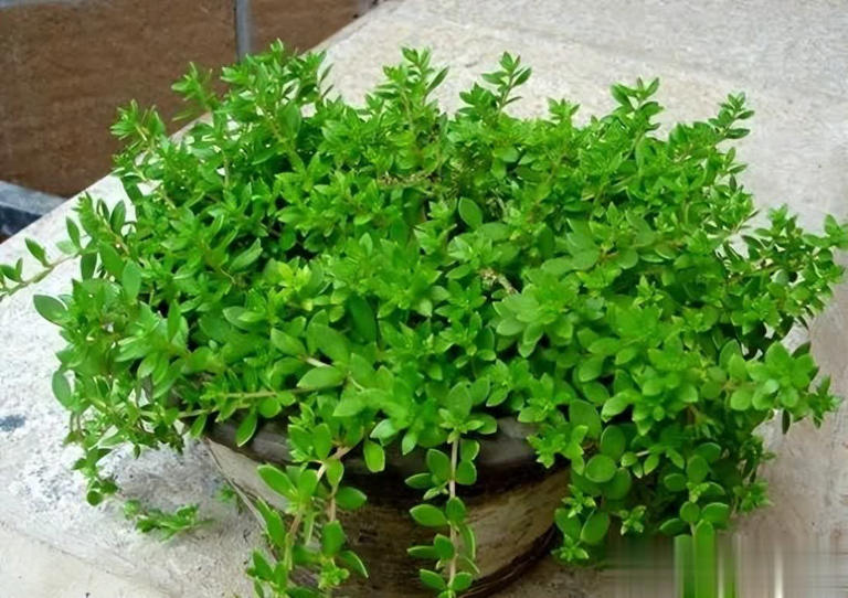 农村常见6种小野花，皮实好养颜值高，养成盆景超上档次