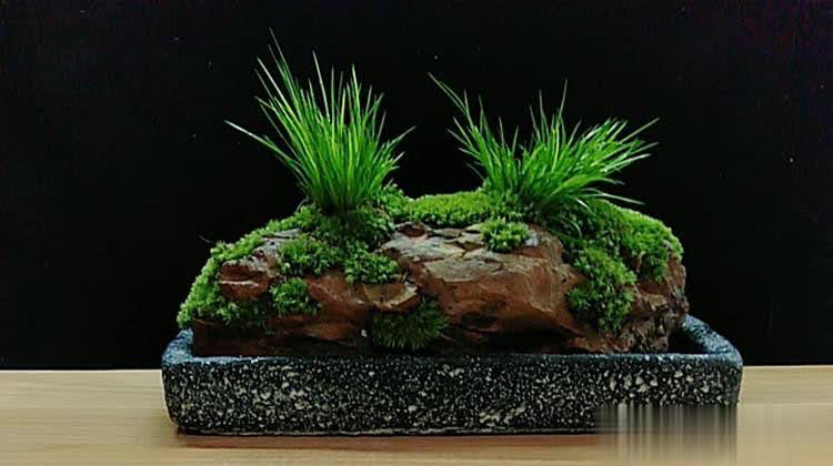 农村常见6种小野花，皮实好养颜值高，养成盆景超上档次