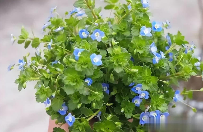 农村常见6种小野花，皮实好养颜值高，养成盆景超上档次