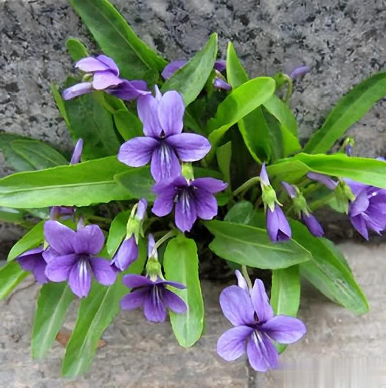 农村常见6种小野花，皮实好养颜值高，养成盆景超上档次