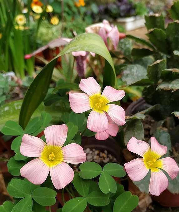 养花先养根，三招让根粗壮，花开满盆香！