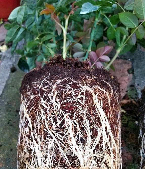  养花先养根，三招让根粗壮，花开满盆香！ 