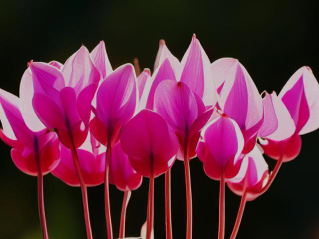 4种“阴花”，最好不要“晒太阳”，晒一盆就后悔，黄叶烂根