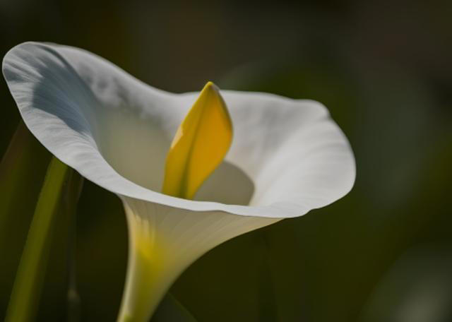4种“阴花”，最好不要“晒太阳”，晒一盆就后悔，黄叶烂根