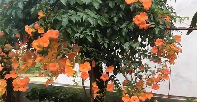 6种洋气花，又名“花坚强”，叶美花独特，唯一的缺点是易泛滥