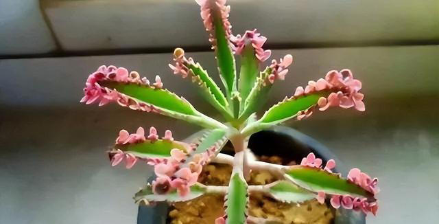 6种洋气花，又名“花坚强”，叶美花独特，唯一的缺点是易泛滥