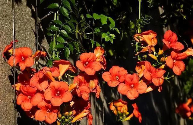 6种洋气花，又名“花坚强”，叶美花独特，唯一的缺点是易泛滥