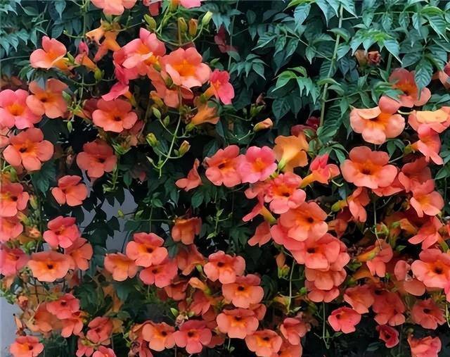 6种洋气花，又名“花坚强”，叶美花独特，唯一的缺点是易泛滥