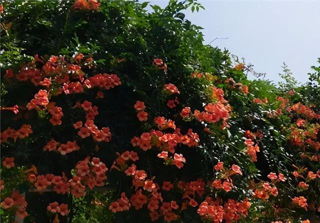 6种洋气花，又名“花坚强”，叶美花独特，唯一的缺点是易泛滥