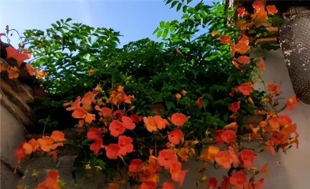 6种洋气花，又名“花坚强”，叶美花独特，唯一的缺点是易泛滥