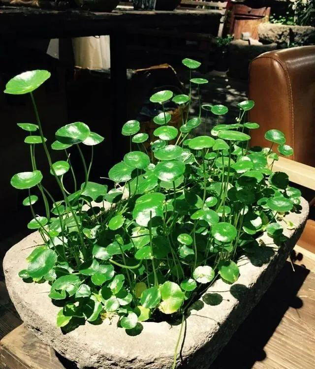 6种洋气花，又名“花坚强”，叶美花独特，唯一的缺点是易泛滥