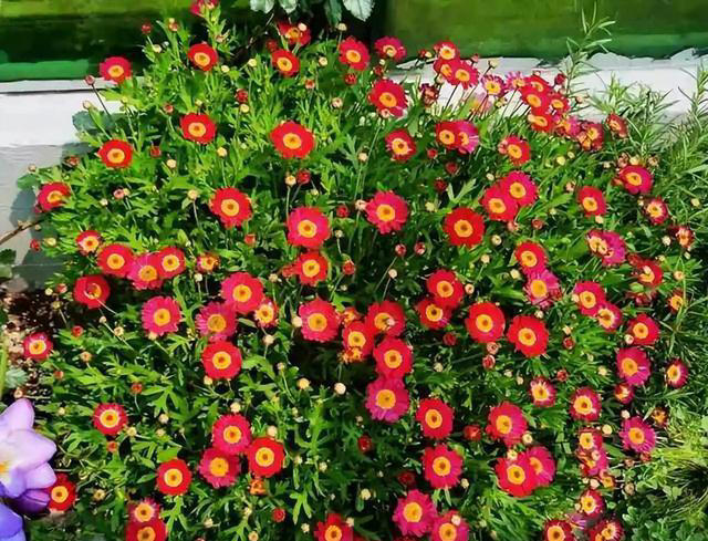 6种洋气花，又名“花坚强”，叶美花独特，唯一的缺点是易泛滥