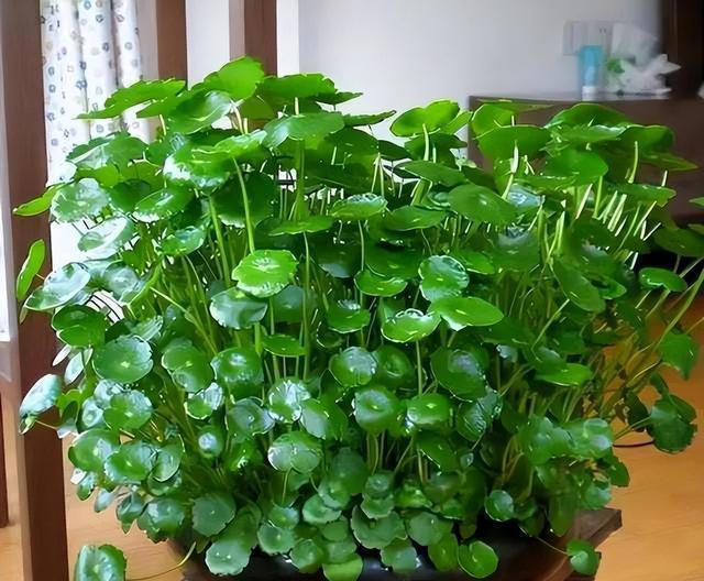 6种洋气花，又名“花坚强”，叶美花独特，唯一的缺点是易泛滥