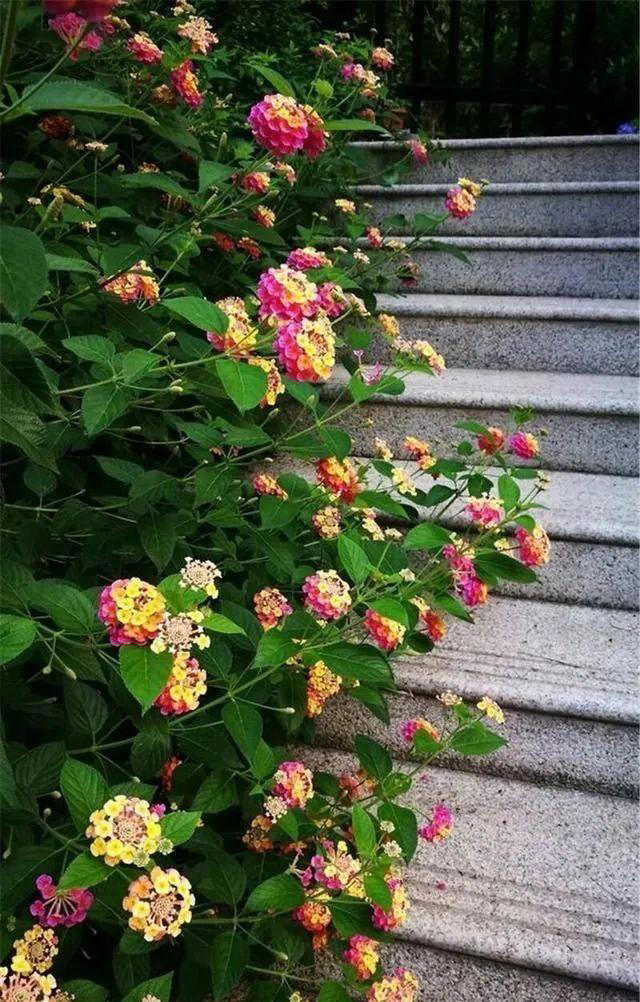 6种洋气花，又名“花坚强”，叶美花独特，唯一的缺点是易泛滥