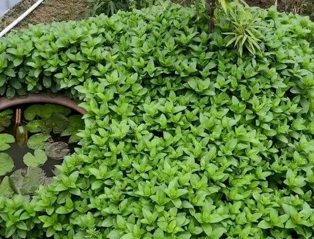 6种洋气花，又名“花坚强”，叶美花独特，唯一的缺点是易泛滥