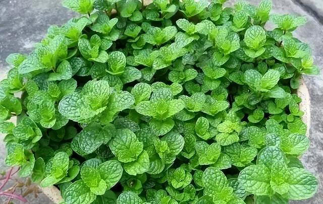 6种洋气花，又名“花坚强”，叶美花独特，唯一的缺点是易泛滥