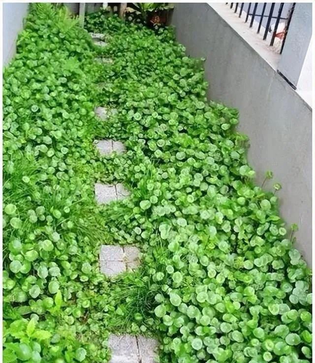 6种洋气花，又名“花坚强”，叶美花独特，唯一的缺点是易泛滥