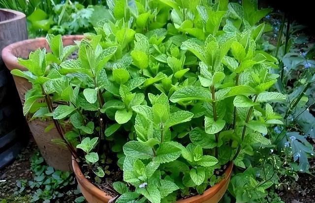 6种洋气花，又名“花坚强”，叶美花独特，唯一的缺点是易泛滥